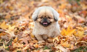 アイクリームの効果はメンズにどれほど期待できるのか？